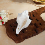 Sri Rudra Blowing Shank Big (SR 03095) | Grocsy