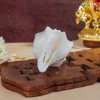 Sri Rudra Blowing Shank Big (SR 03095) | Grocsy