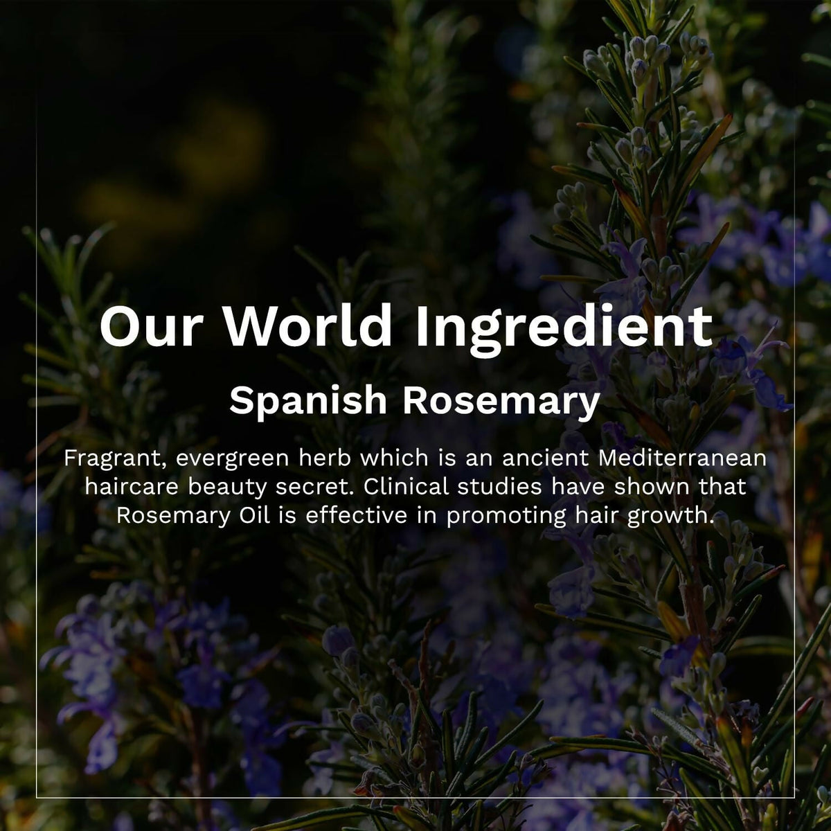 Pilgrim Spanish Rosemary & Biotin Hair Growth Oil To Control Hair Fall & Strengthens Hair | Grocsy