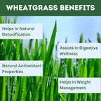 Herbal Hills Ayurveda Wheatgrass Tablets | Grocsy