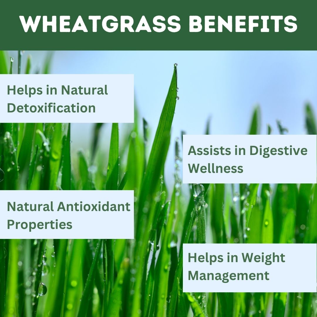 Herbal Hills Ayurveda Wheatgrass Tablets | Grocsy
