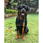 Waggety Dog Leash - Durable Orange Polyester, Length - 5Ft, Comfortable Grip, Stylish Pet Leash for Dogs | Grocsy