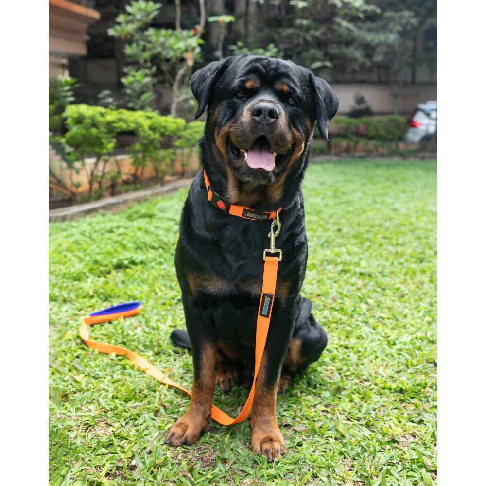Waggety Dog Leash - Durable Orange Polyester, Length - 5Ft, Comfortable Grip, Stylish Pet Leash for Dogs | Grocsy
