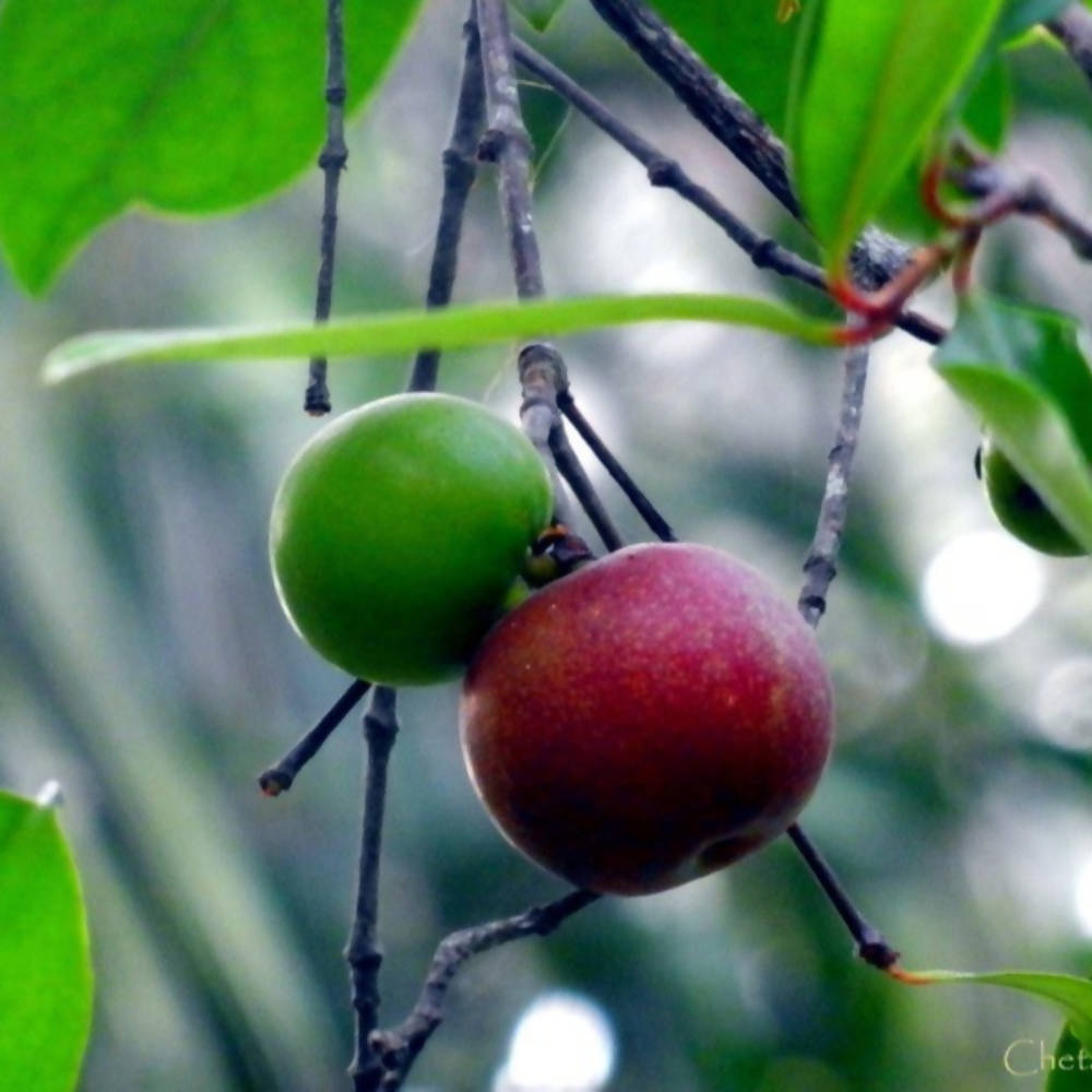 Freshon Kokum Concentrate | Grocsy