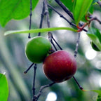 Freshon Kokum Concentrate | Grocsy