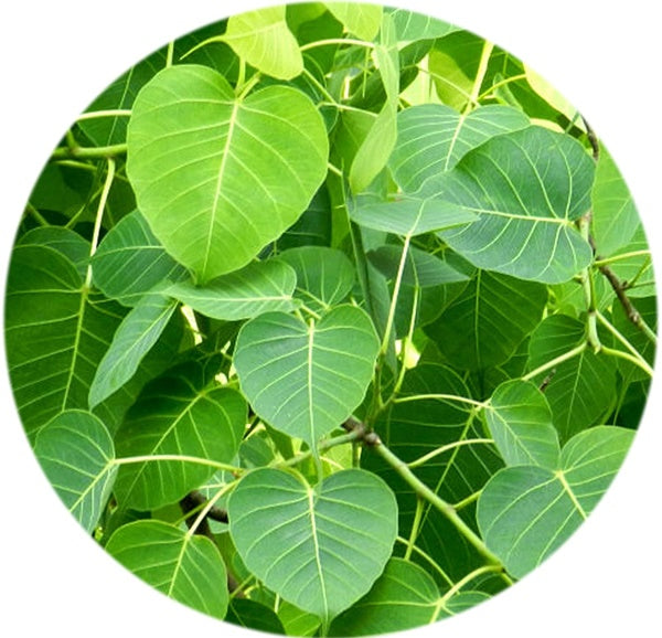 Valli Organics Peepal Leaf Powder | Grocsy