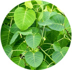 Valli Organics Peepal Leaf Powder | Grocsy