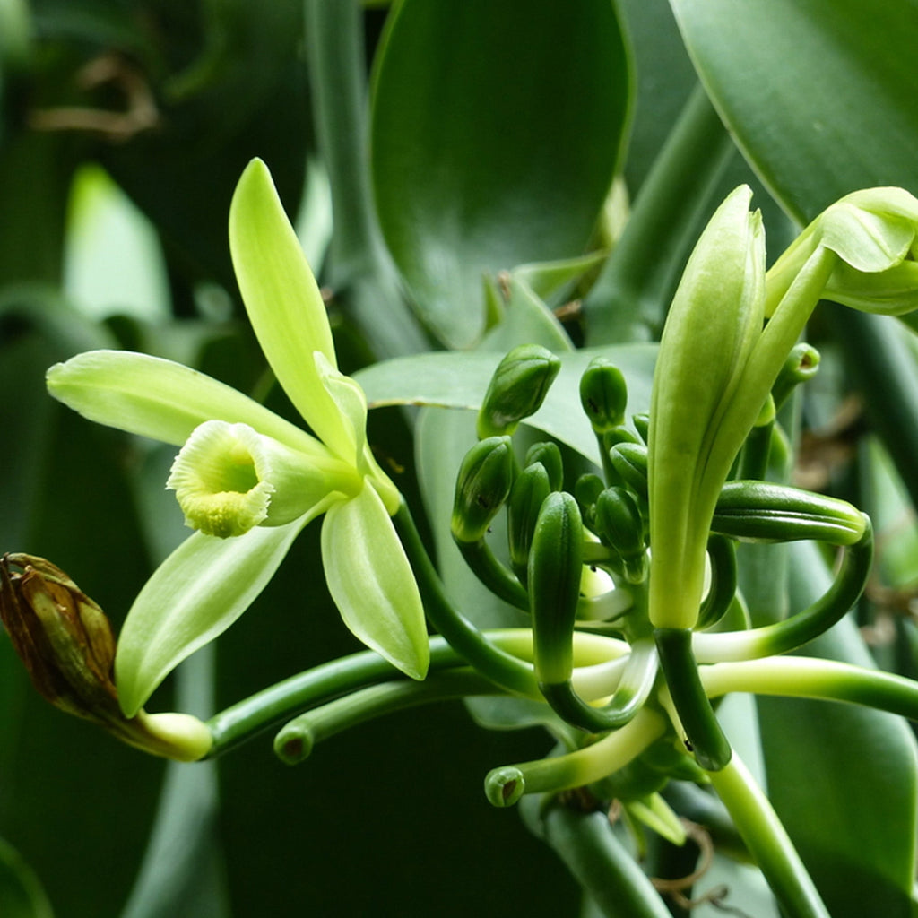 Confect Vanilla Beans | Grocsy