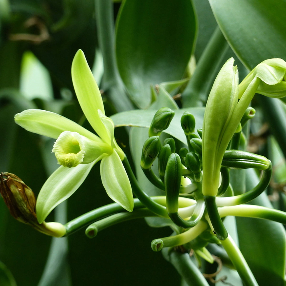 Confect Vanilla Beans | Grocsy