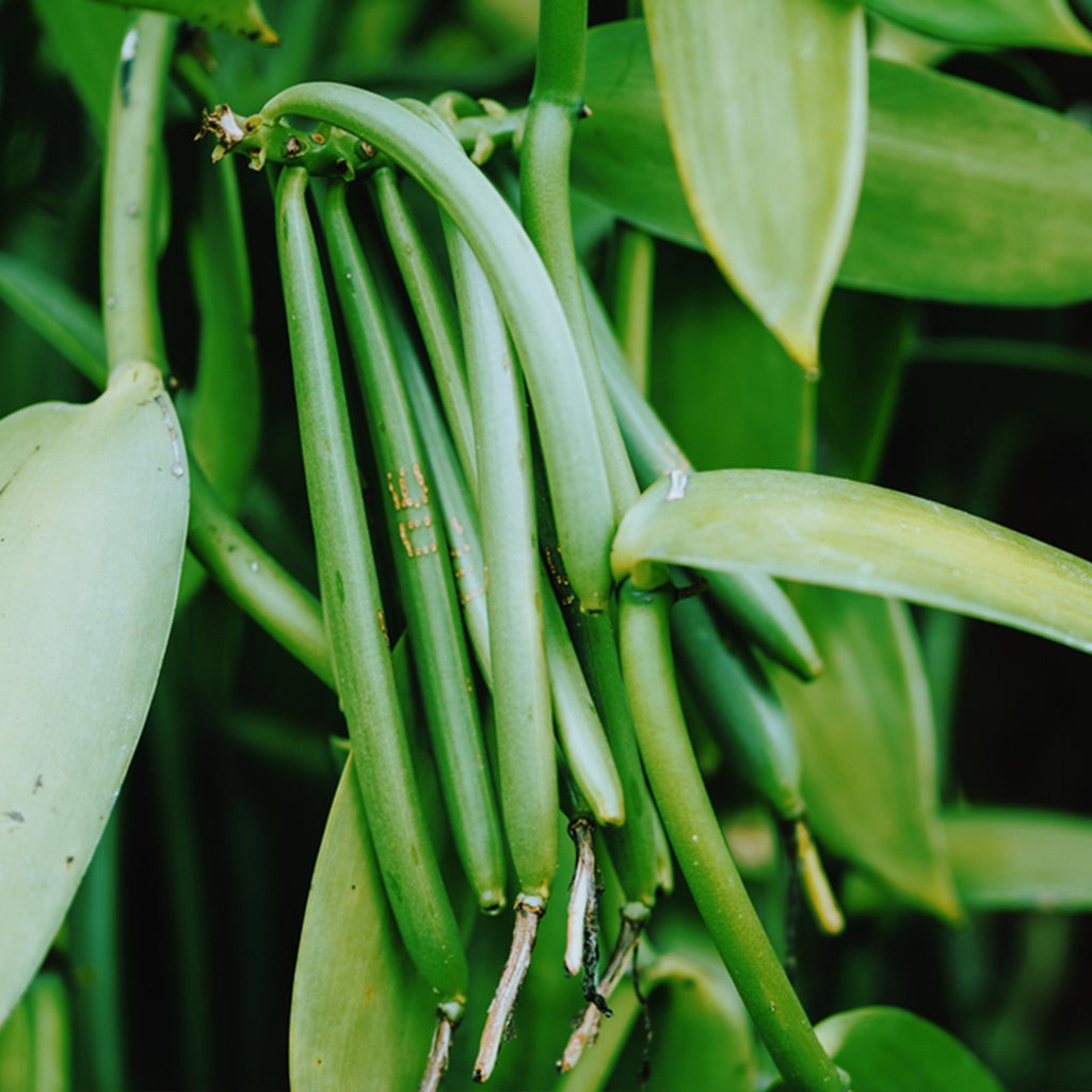 Confect Vanilla Beans | Grocsy