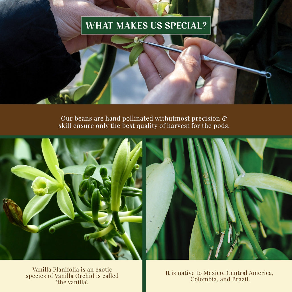 Confect Vanilla Beans | Grocsy
