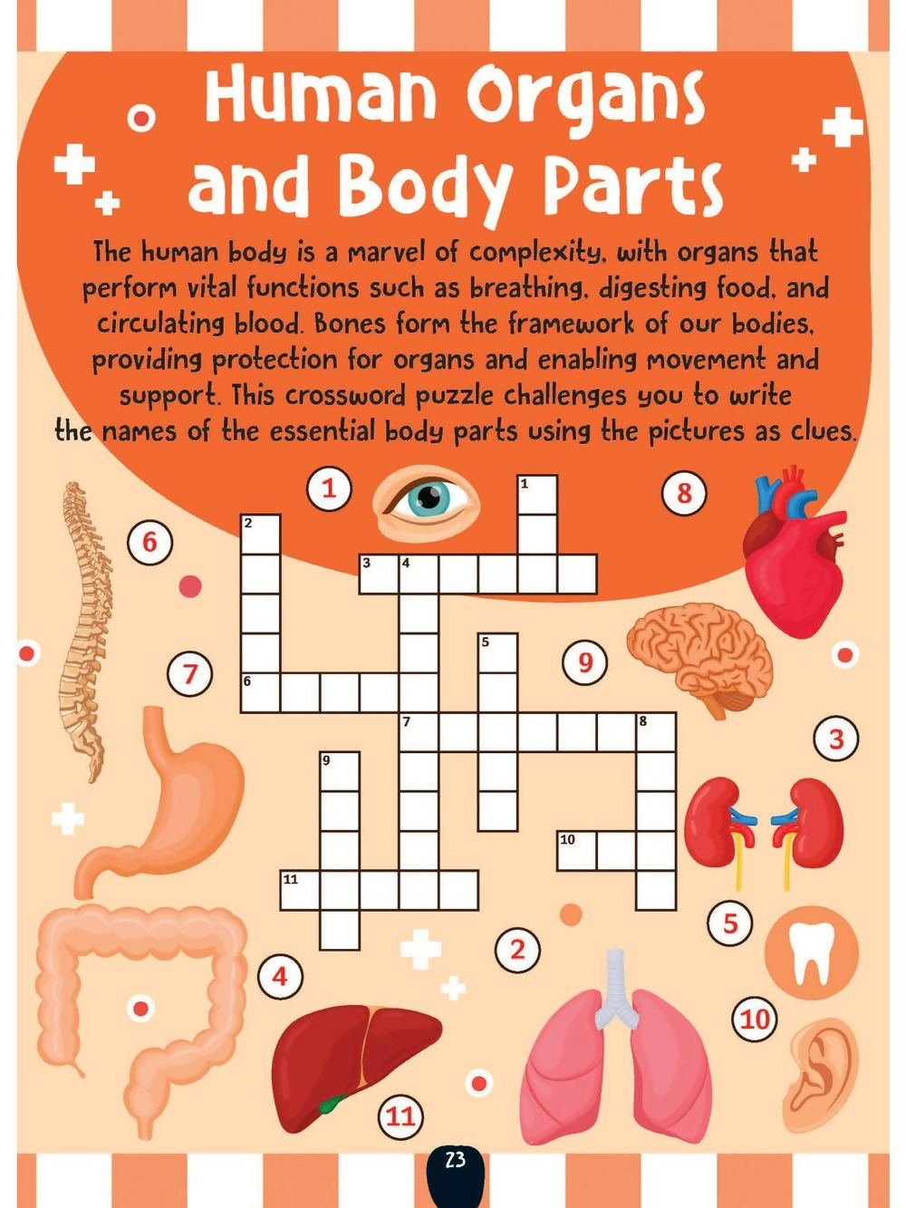 Dreamland Publications The Little Scientists Activity Book For Kids | Grocsy