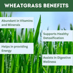 Herbal Hills Wheat-O-Power Wheatgrass Powder | Grocsy