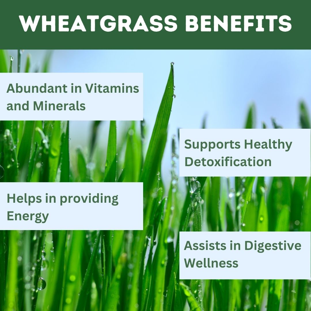 Herbal Hills Wheat-O-Power Wheatgrass Powder | Grocsy