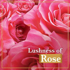Lux Soft Touch Silk Essence & Rose Water Soap Bar | Grocsy