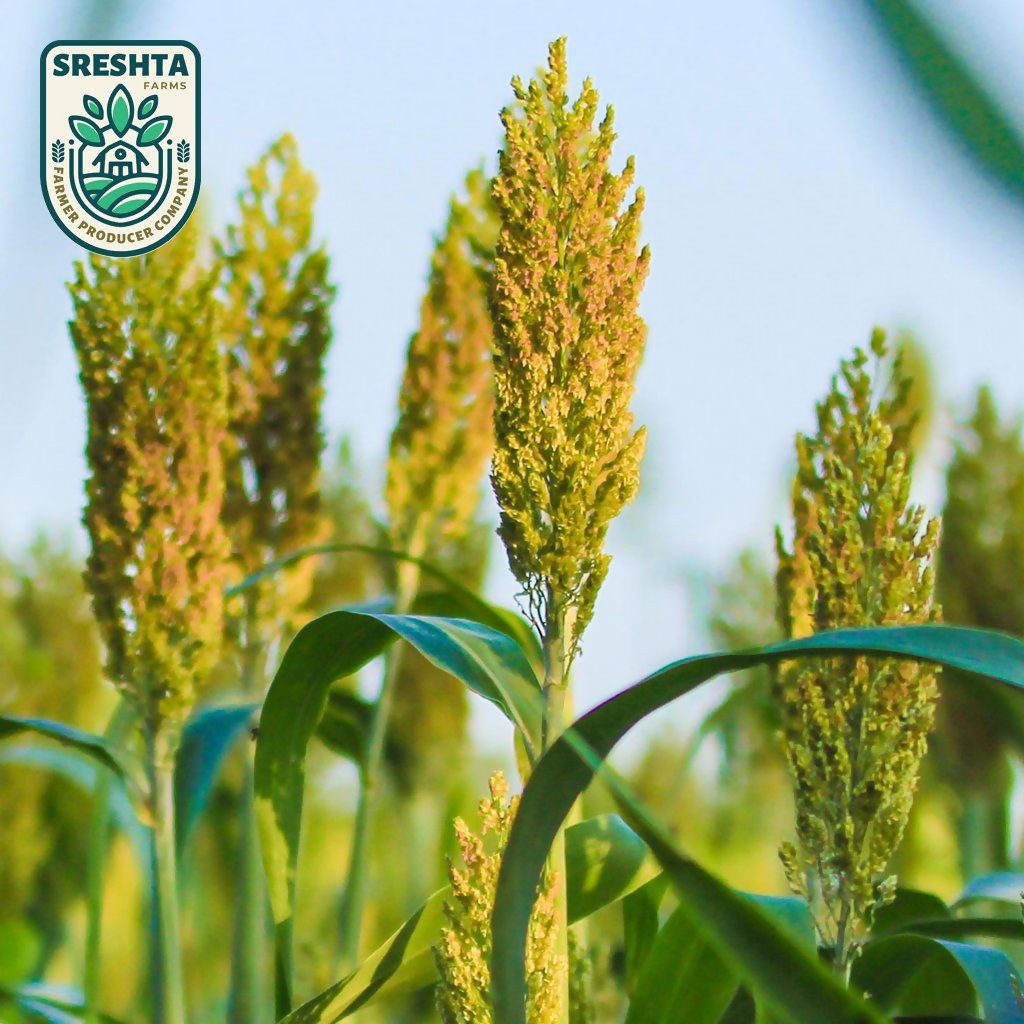 Sreshta Farms Jowar Flour (Jonna Pindi) | Grocsy