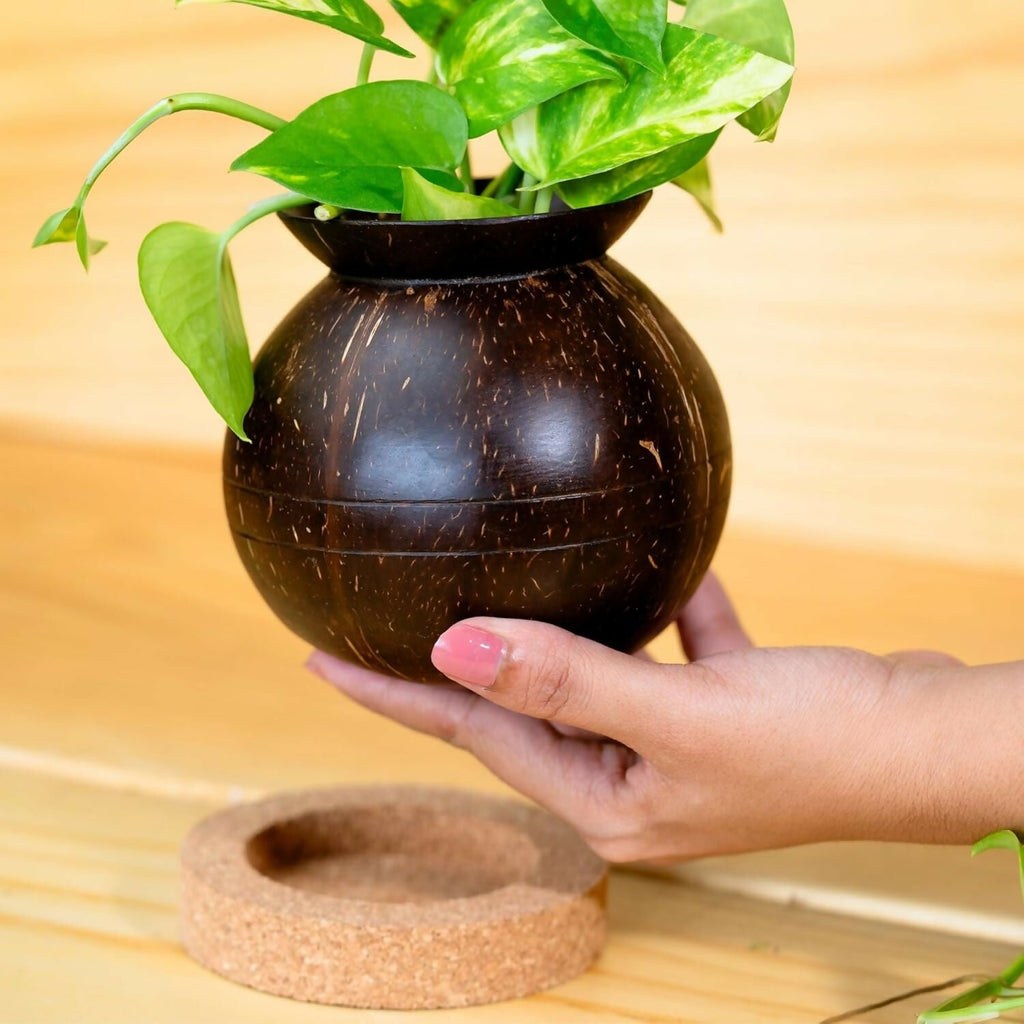 Thenga Handmade Coconut Shell Planter Pot with Cork Tray | Grocsy