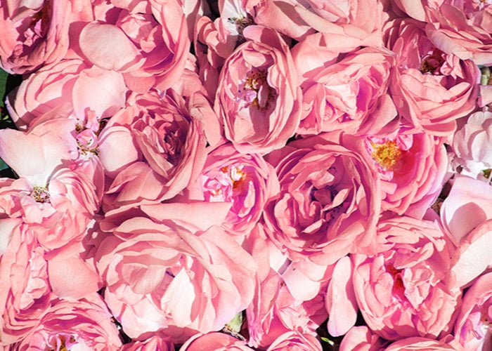 Wow Skin Science Rose Otto Essential Oil | Grocsy