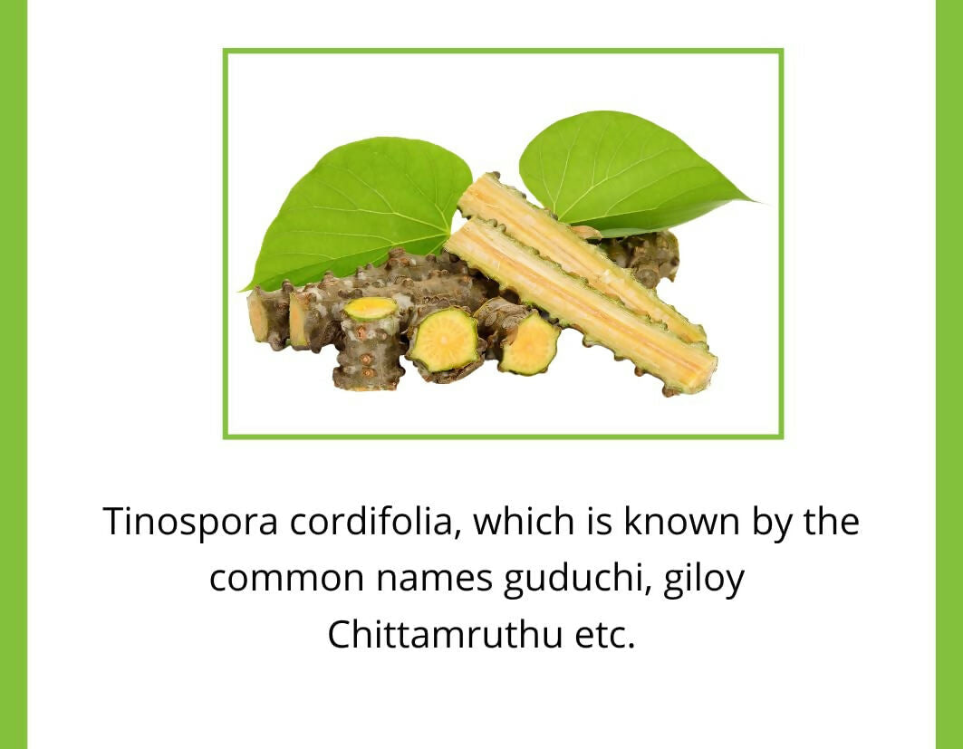 Satvi Wellness Guduchi Tea | Natural Giloy Tea Bags | Grocsy
