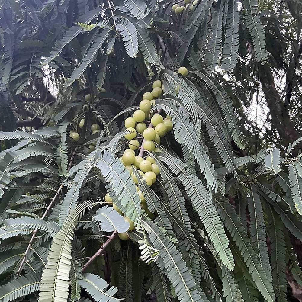 Two Brothers Organic Farms Amlaprash | Grocsy