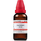Dr. Willmar Schwabe India Canchalagua Dilution | Grocsy