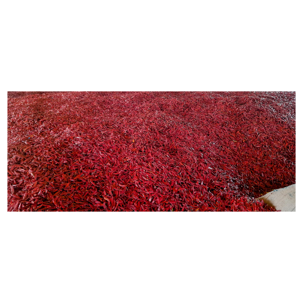 Namma Byadgi's Guntur Super-10 Stemless Dry Chilli | Grocsy