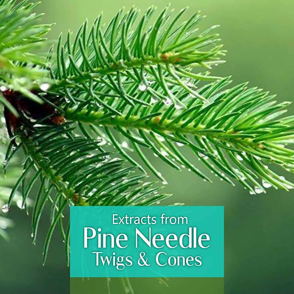 Old Tree 100% Pure Pine Needles Essential Oil | Grocsy