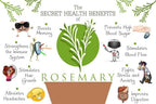WishCare Rosemary Essential Oil | Grocsy