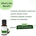 Mystiq Living Originals Eucalyptus Essential Oil | Grocsy