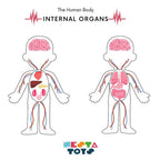 Nesta Toys Human Body | Internal Organs Wooden Puzzle | Grocsy