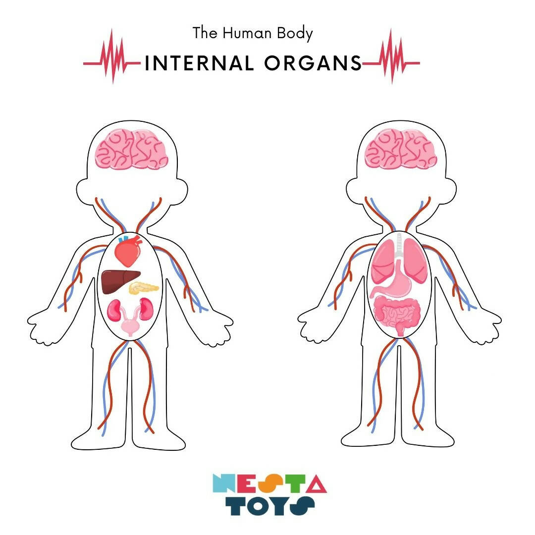 Nesta Toys Human Body | Internal Organs Wooden Puzzle | Grocsy