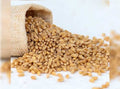 Adrish Sharbati Wheat | Grocsy