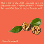 Tattvalogy Green Tea Seed Oil - Cold Pressed, Anti - Aging, Known to Boosts Collagen, Youthful Skin | Grocsy