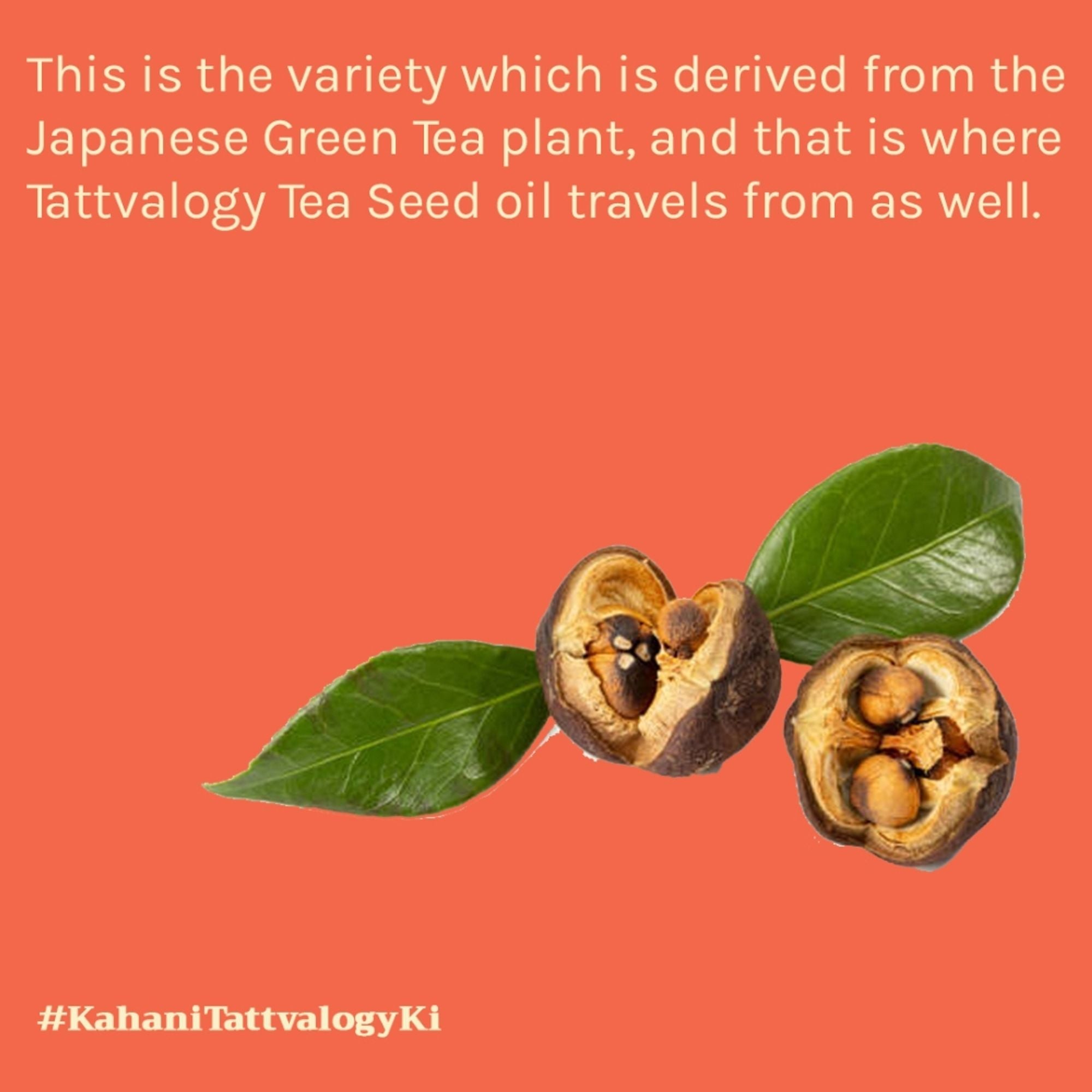 Tattvalogy Green Tea Seed Oil - Cold Pressed, Anti - Aging, Known to Boosts Collagen, Youthful Skin | Grocsy