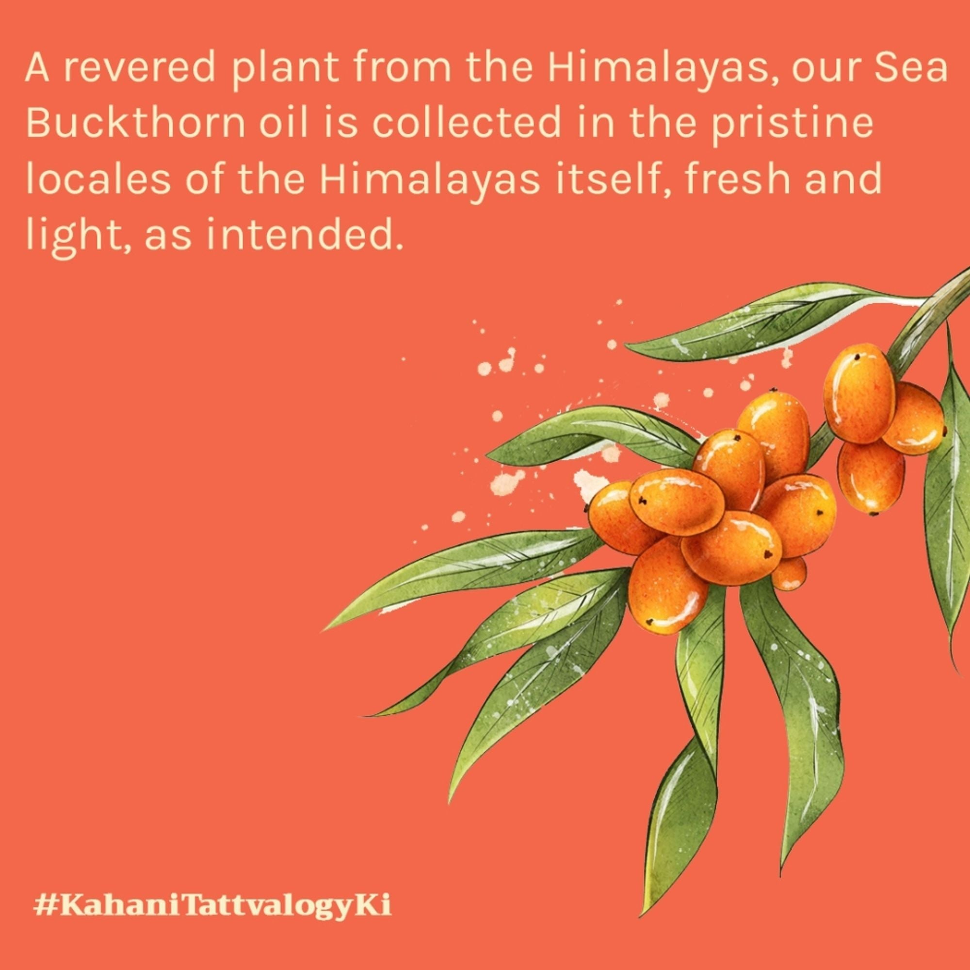 Tattvalogy Himalayan Seabuckthorn Oil - Cold Pressed, Rich in Vitamins E & C, Controls Skin Damage | Grocsy