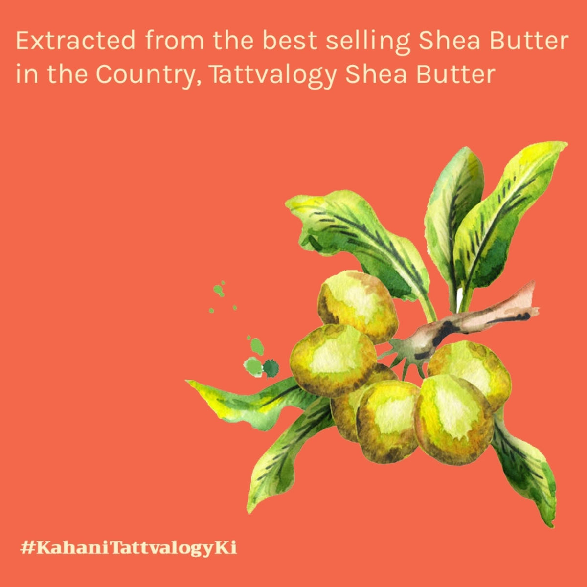 Tattvalogy African Shea Oil - Shea Butter Extract, Deeply Moisturizes Hair & Skin for Nourishment | Grocsy
