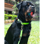 Waggety Dog Leash - Durable Green Polyester, Length - 5Ft, Comfortable Grip, Stylish Pet Leash for Dogs | Grocsy