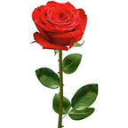 Skytrends Valentine's Day Gifts | Grocsy