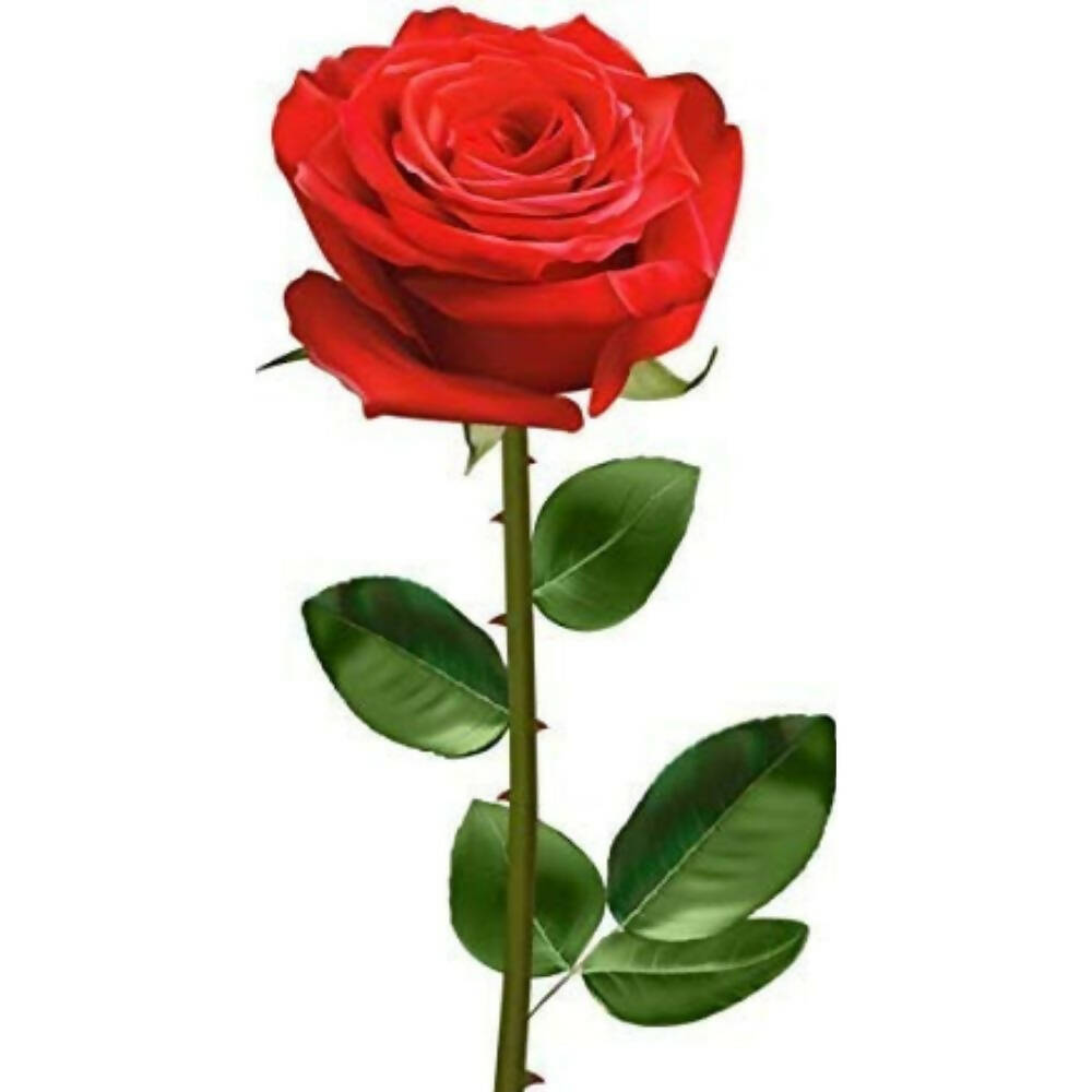 Skytrends Valentine's Day Gifts | Grocsy