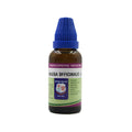 Father Muller Galega Officinalis Mother Tincture Q | Grocsy