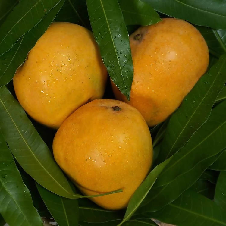 Banginapalli Mangoes / Benishan / Chappatai / Safeda / Badam Aam | Grocsy