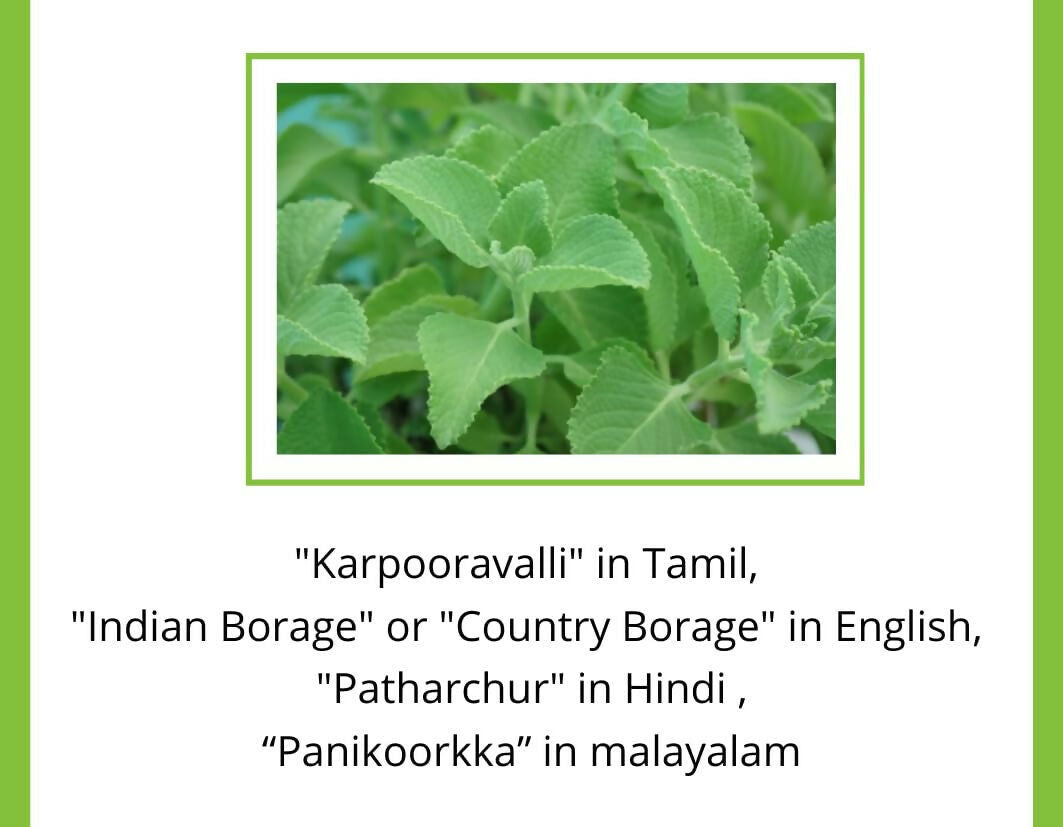 Satvi Wellness Karpooravalli Tea Bags | Natural Indian Borage| Panikoorkka dried | Onavalli | Patharchur | Grocsy
