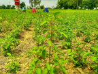 Carmel Organics Tulsi Leaves Powder | Grocsy