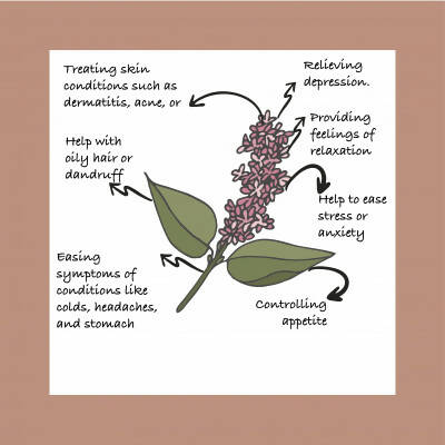 Sarva by Anadi Patchouli Pure Essential Oil | Grocsy