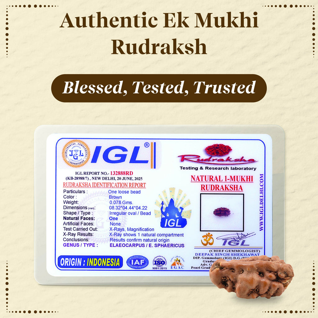 Pujashree Ek Mukhi Rudraksh – Sacred One Mukhi Rudraksha for Lord Shiva Blessings, Peace & Spiritual Growth | Grocsy