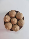 Govis Foods - Foxtail Millet Laddu (korralu) | Grocsy
