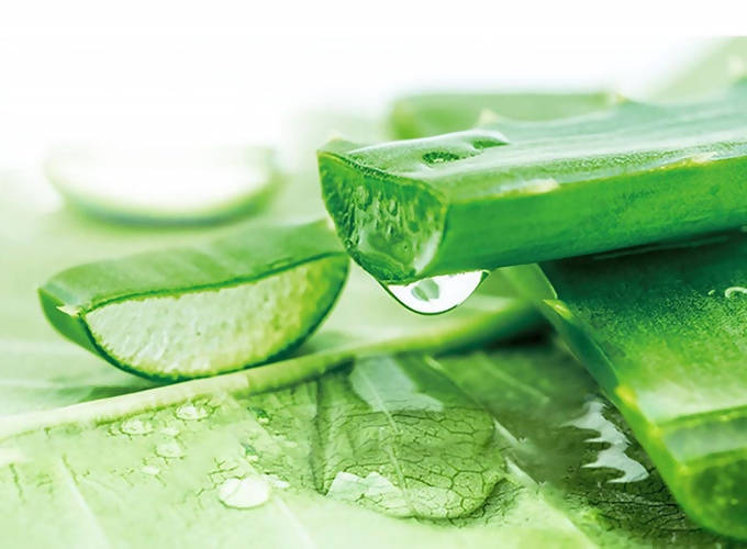 Herbal Essences Sulfate Free potent Aloe +Bamboo Real Botanicals Strength Shampoo | Grocsy