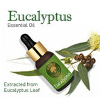 Old Tree 100% Pure Eucalyptus Essential Oil | Grocsy