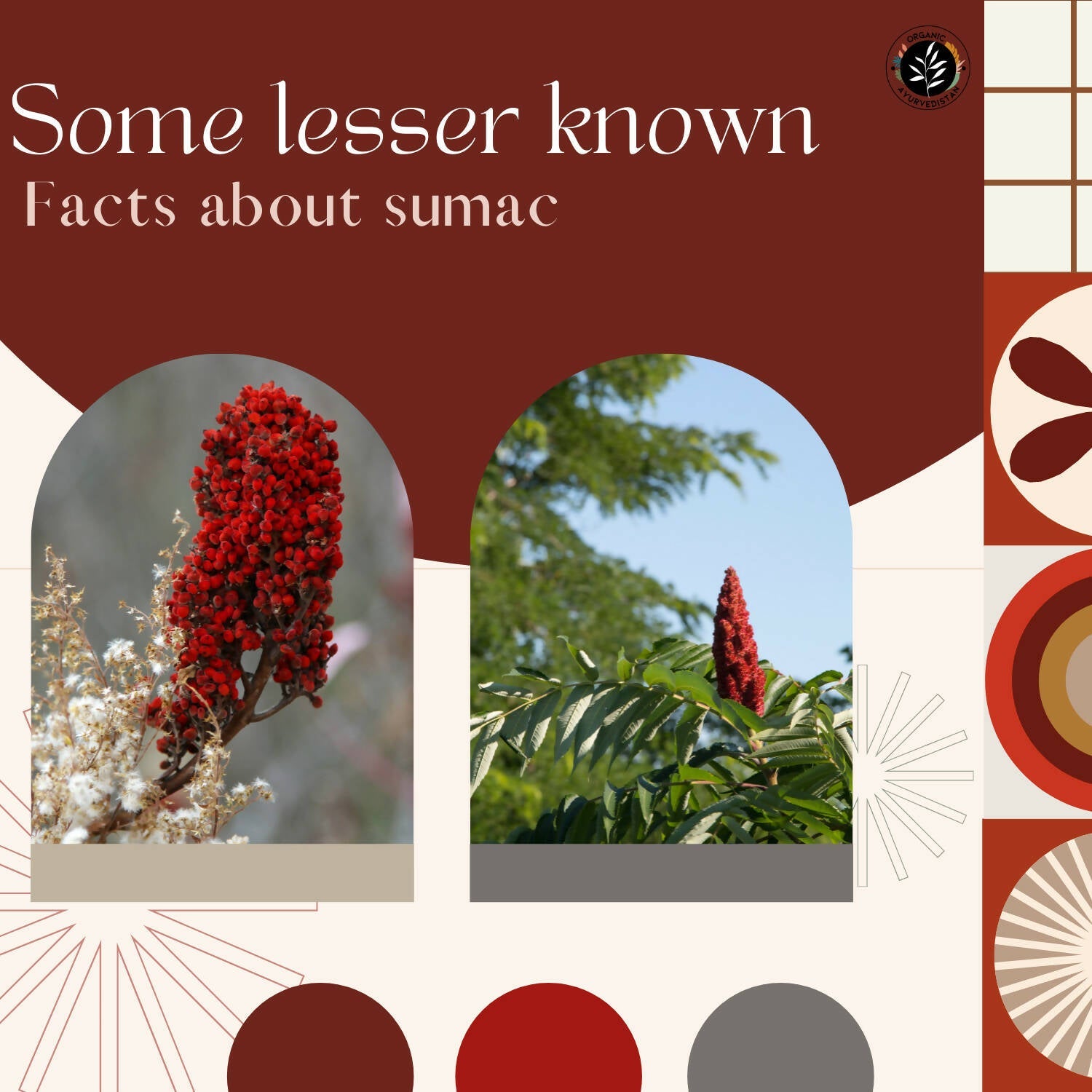 Organic AyurveGrocsyn Sumac Powder | Grocsy
