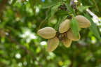 Freshon Organic Almonds | Grocsy